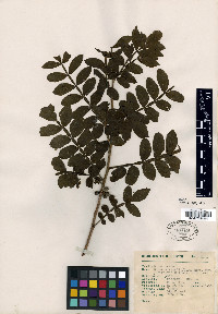 Bursera ariensis image