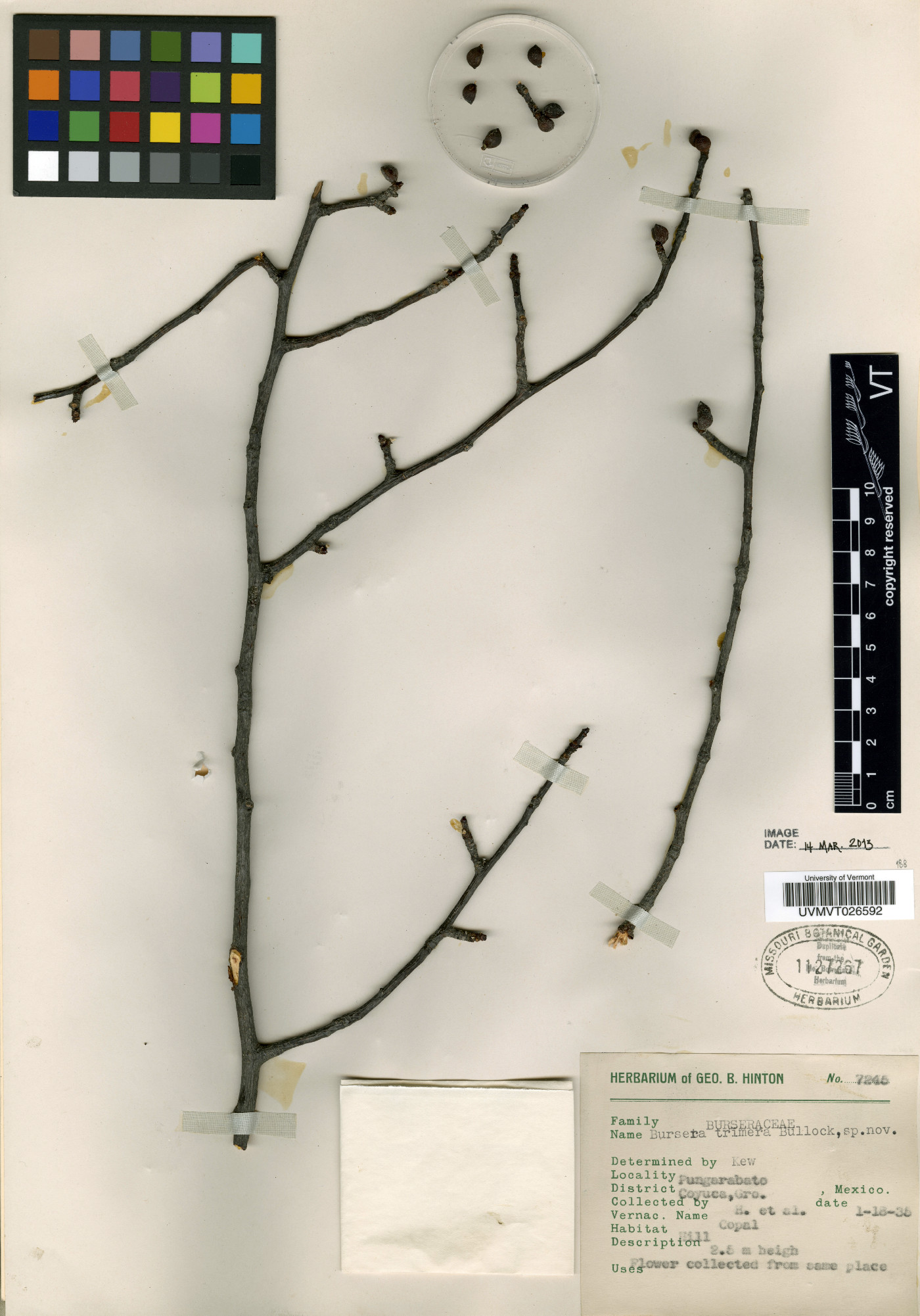 Bursera trimera image