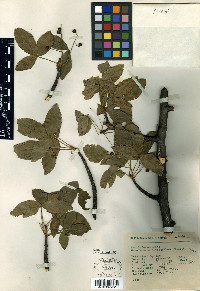 Bursera heteresthes image