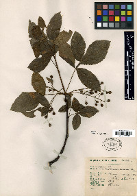 Bursera heteresthes image