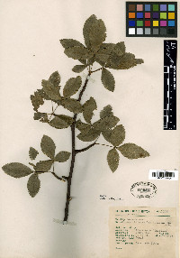 Bursera heteresthes image