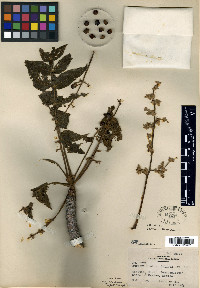 Bursera hintoni image