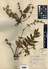 Bursera hintoni image