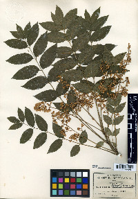 Trichilia pringlei image