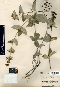 Aspicarpa lanata image