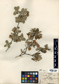 Calcicola parvifolia image