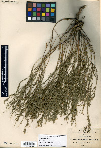 Polygala watsonii image