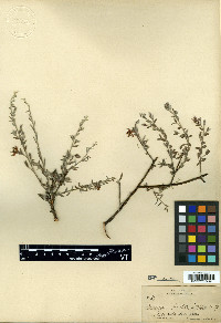 Krameria bicolor image
