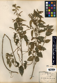 Acalypha dioica image