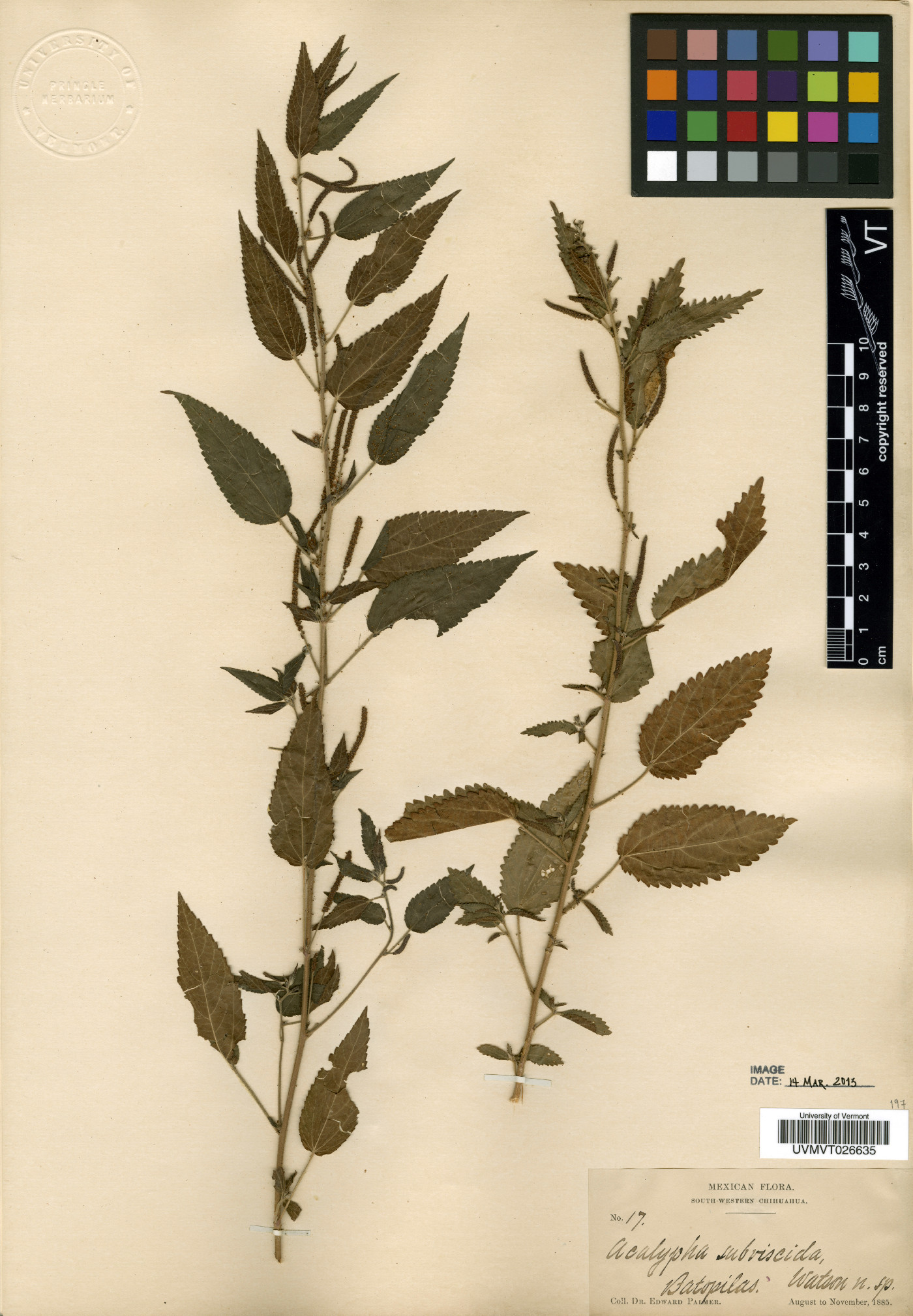 Acalypha subviscida image