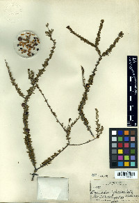 Bernardia fasciculata image