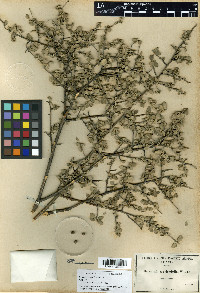 Bernardia incana image