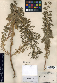 Euphorbia spathulata image