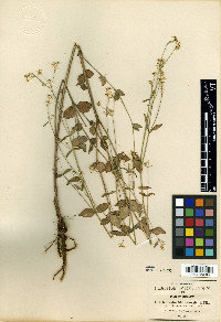 Euphorbia ariensis image