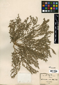 Euphorbia laredana image