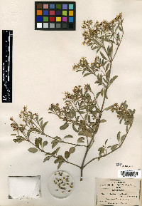 Euphorbia luciismithii image