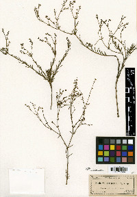 Euphorbia polyphylla image