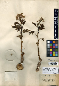 Jatropha macrorhiza image