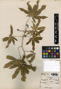 Manihot intermedia image