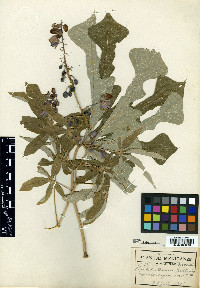 Manihot intermedia image