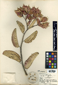 Euphorbia bracteata image