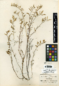 Castilleja aurea image