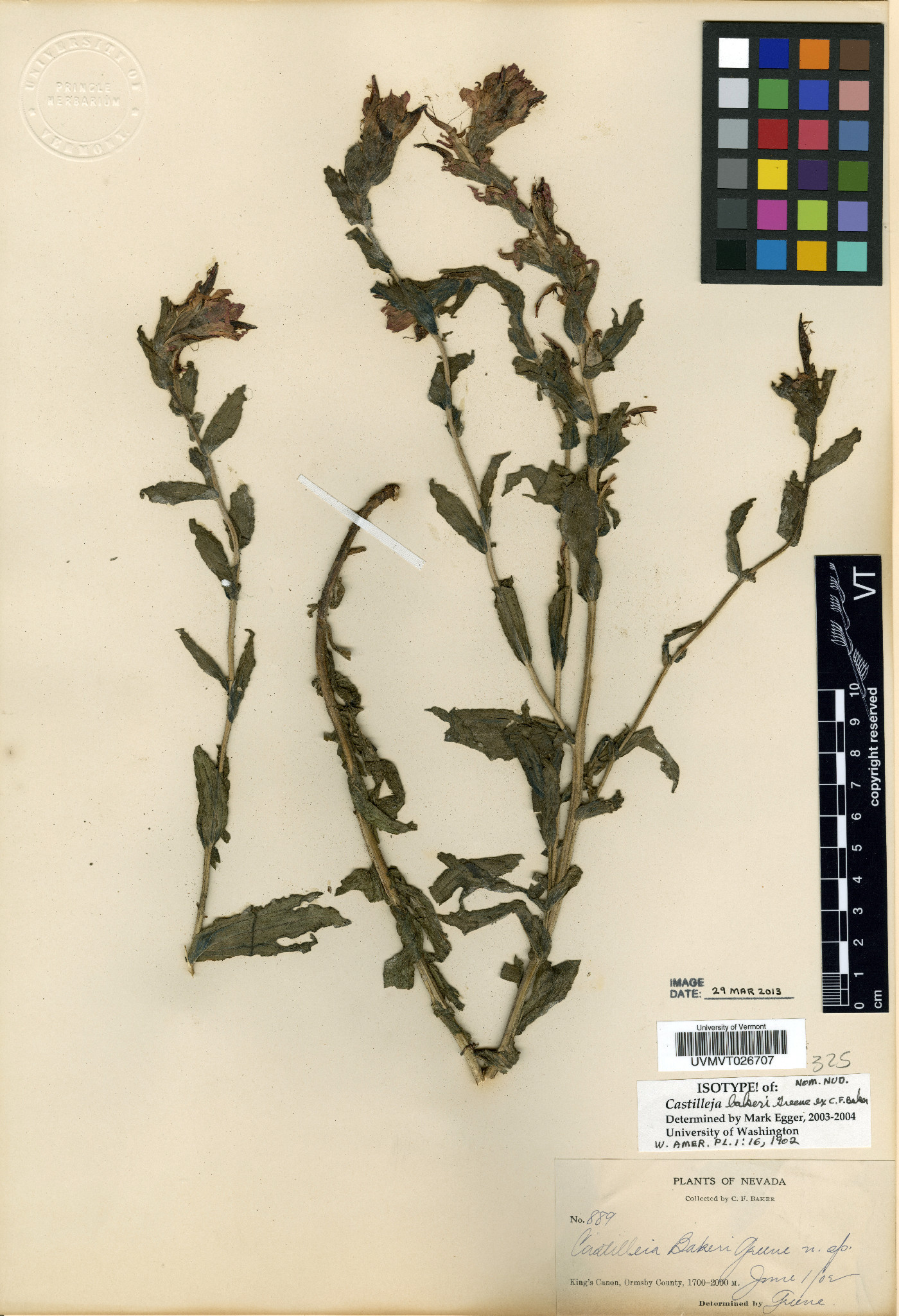 Castilleja bakeri image