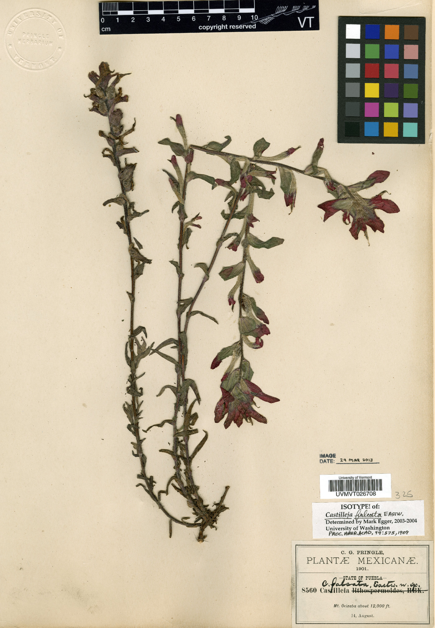 Castilleja falcata image
