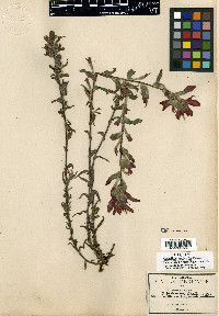 Castilleja falcata image