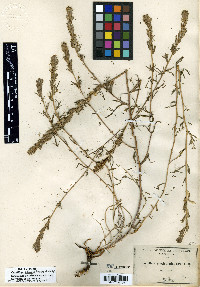Castilleja plagiotoma image