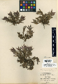 Castilleja moranensis image