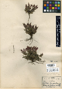 Castilleja moranensis image