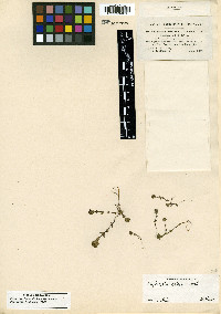 Euphrasia oakesii image