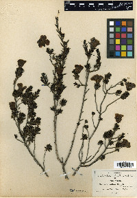 Leucophyllum pringlei image