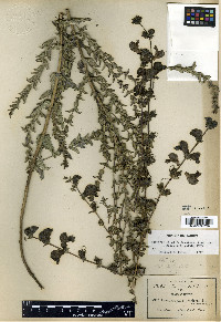 Lamourouxia brachyantha image