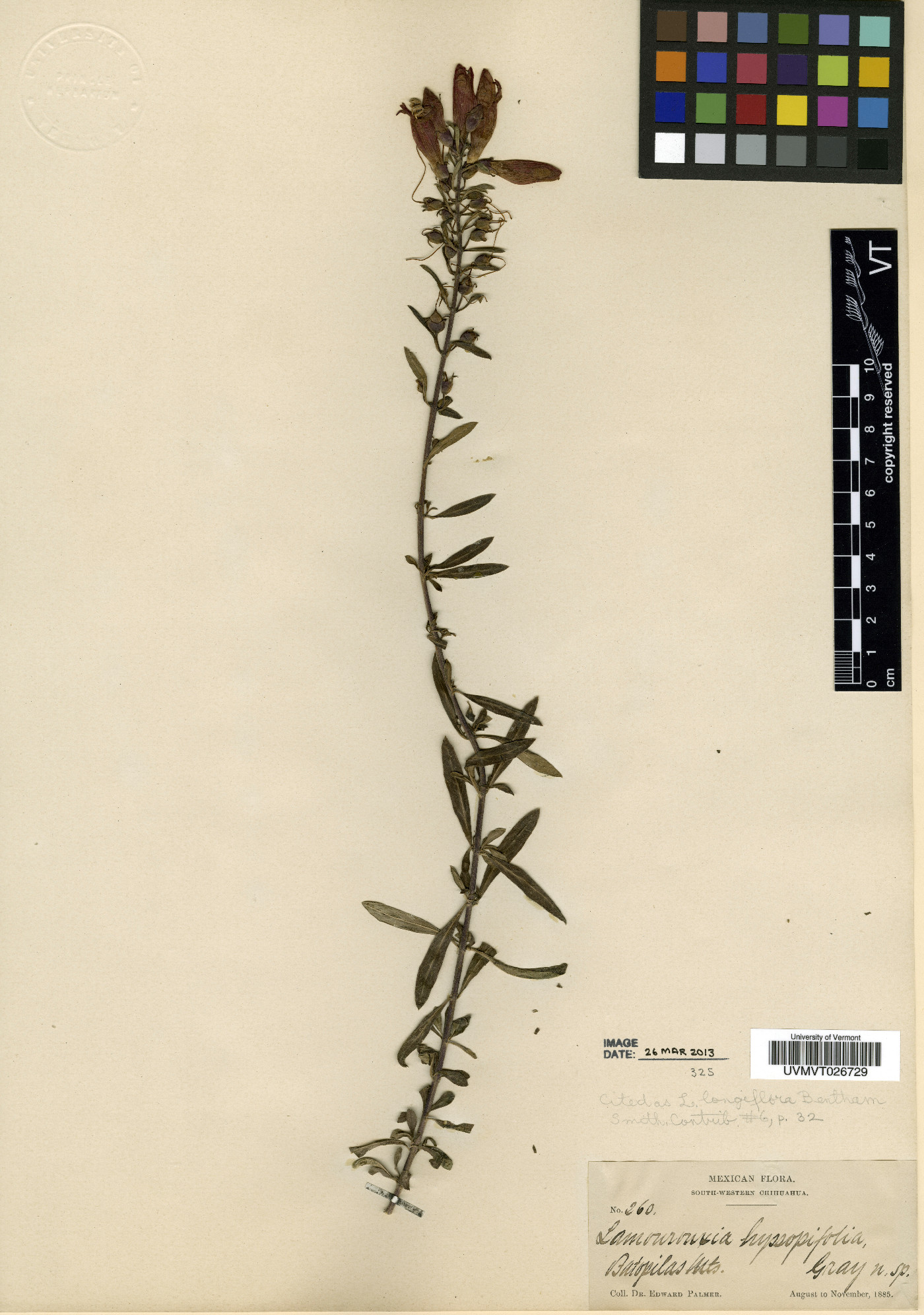Lamourouxia longiflora image