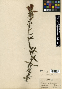 Lamourouxia longiflora image
