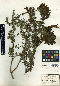 Lamourouxia pringlei image