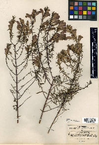 Lamourouxia tenuifolia image