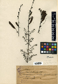 Lamourouxia tenuifolia image