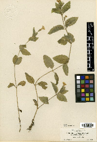 Erythranthe moniliformis image