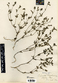 Diplacus viscidus image