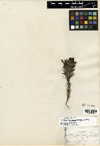 Orthocarpus pachystachyus image
