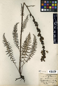 Pedicularis eburnata image