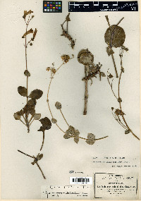 Penstemon rotundifolius image