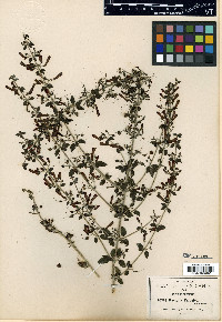 Russelia pringlei image