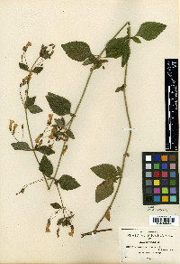 Stemodia macrantha image