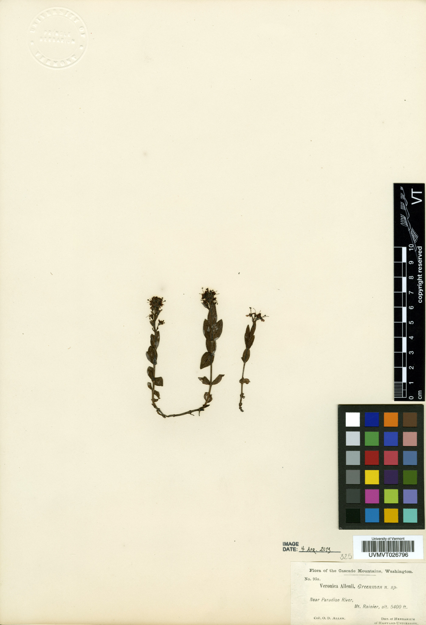 Veronica cusickii var. allenii image