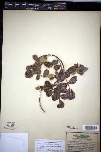 Rhus chondroloma image