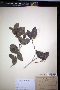 Ilex krugiana image